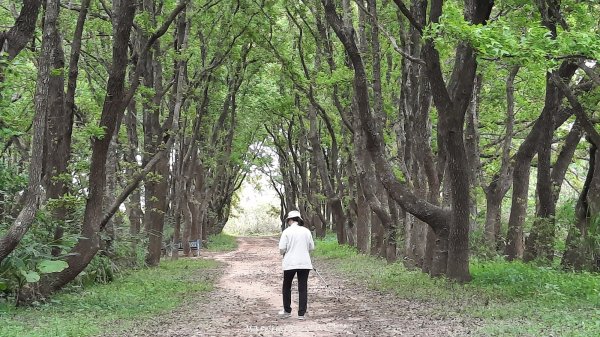 《苗栗》楓香林道｜頭份老崎古道（後花園步道）