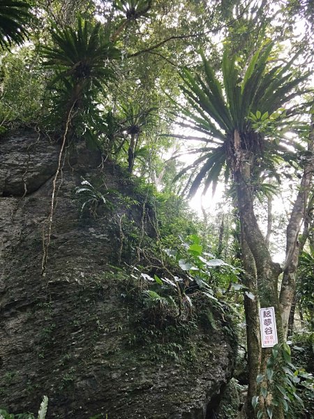 20201025 雲森瀑布，卡保山山毛櫸1145429