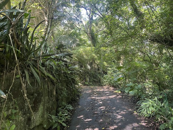 [皮皮獅Hike客任務-07/10] 2024_0831 大山背麒麟步道2586097