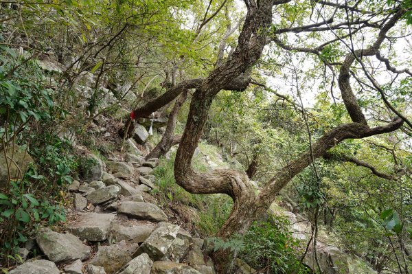 台中 和平 東卯山2674496