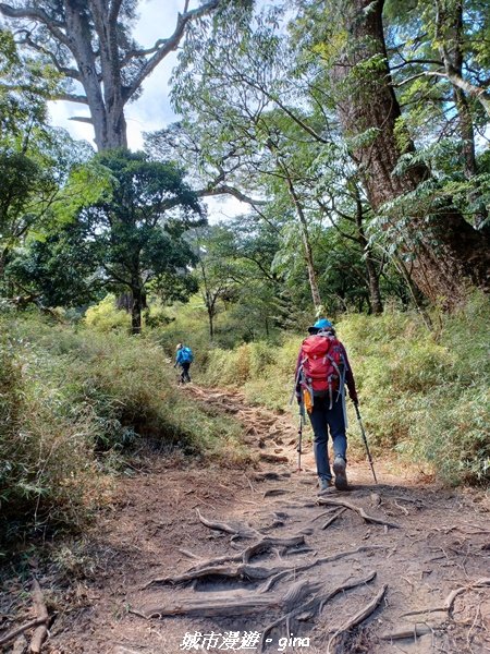 【高雄桃源】朝聖壯闊山景之南橫三星。 編號72百岳~塔關山登山步道2096653