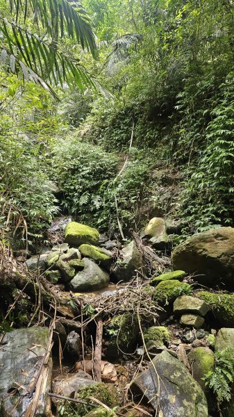 20250620大溪川古道-草嶺古道大溪段2821325