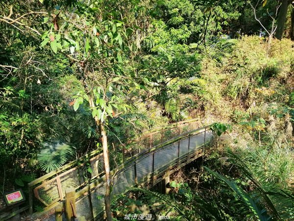 台中~仙氣繩橋山林環繞。 蝙蝠洞登山步道1295480