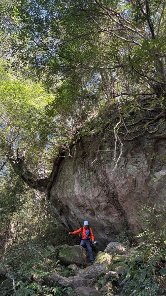 山毛櫸「最後一舞」2955258