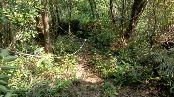雙溪區三分二山-烏山古道東段-烏山1號O型3047452