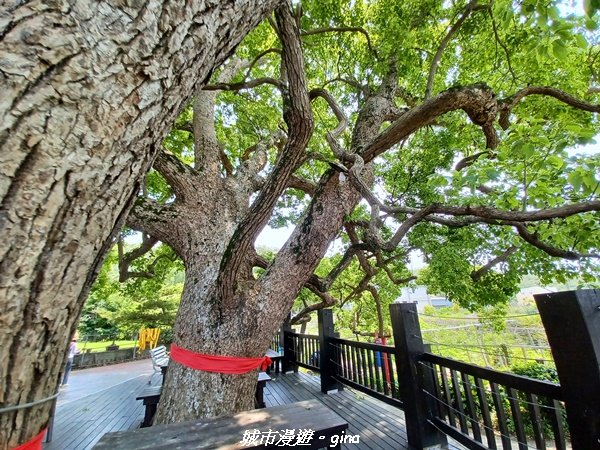 【台中外埔】高鐵觀景台、綠樹成蔭下賞桐花。 外埔水流東桐花步道2136916