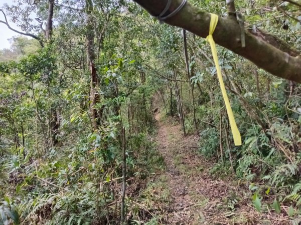 雙溪區打鐵寮山-鶯子嶺-坪溪山-烏山63號-烏山越嶺古道(坪溪山北峰)P字走3023730