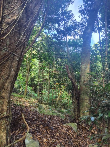 多納六秀 京大山2957589