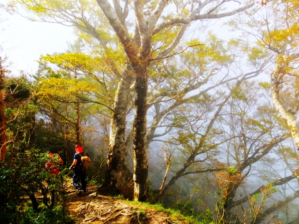 【季節限定】台灣黃金山毛櫸步道83278