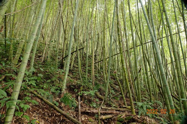 嘉義 阿里山 卓武山1623094