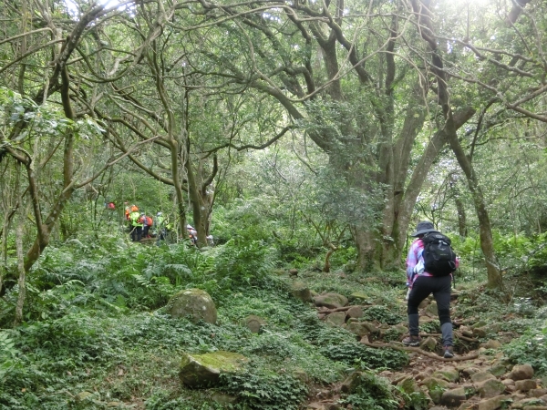 大屯山西峰．南峰．大屯坪94863