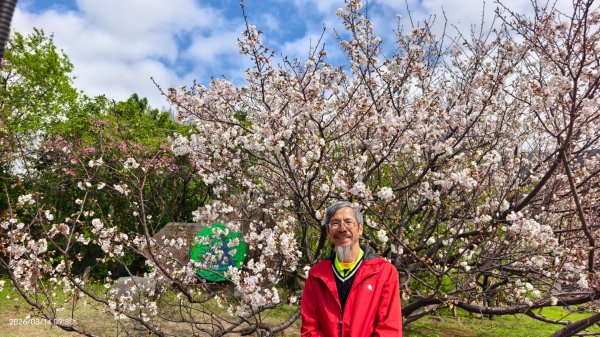 #中山樓 #陽明公園 #十八份 #吉野櫻 #墨染櫻 #青斑蝶 #青帶鳳蝶 #大紅蛺蝶 3/143014883