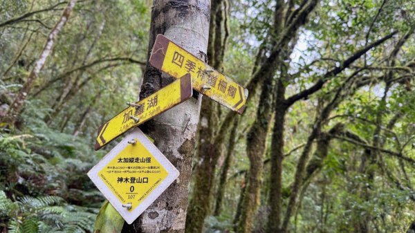 穿羅紗的「加羅湖」2943921