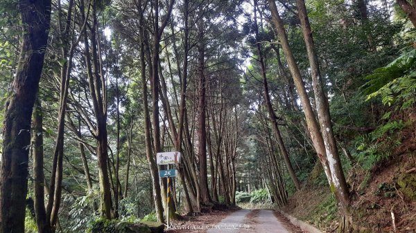 《新竹》斷崖神木｜北得拉曼步道小P繞202510172917600