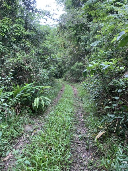 20240525高雄番子寮山-番子寮山主峰2517801