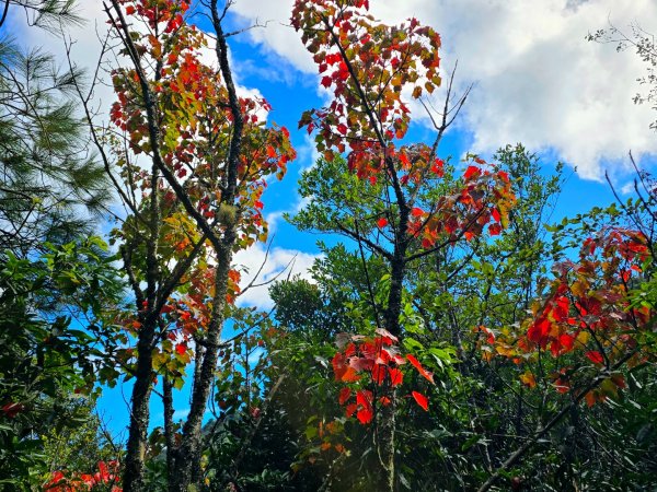 加里山（大坪登山口大O繞）2955449