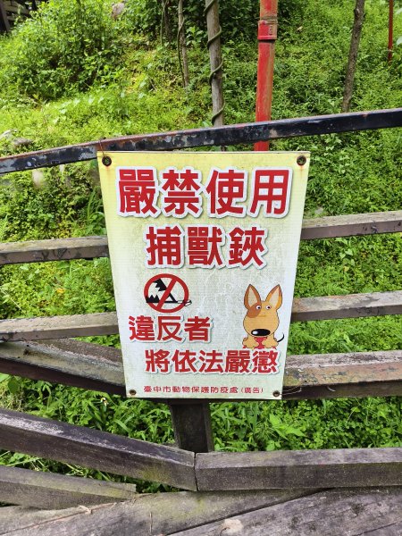 [百山百鳥尋旅-08/15] 2025_0831 大坑1號步道2876178