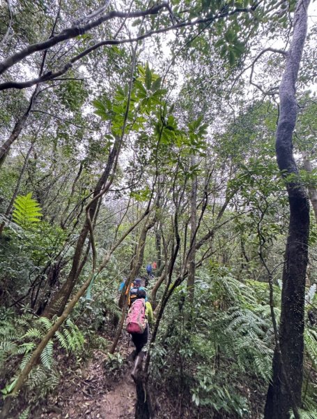 台北縱走第四段訪雙溪山 梅花山與西峰南峰西南峰 碧山3012841