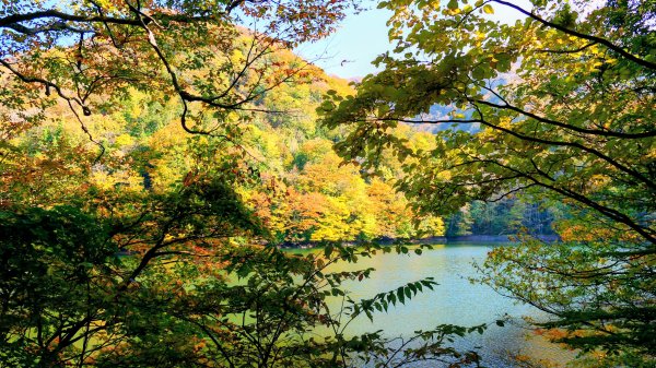 秋田縣白神山地十二湖2929762