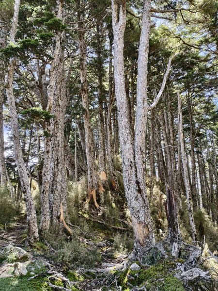 北一段(10/14)馬比杉山 2025_0906~132887122