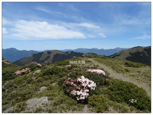 哈哈山~石門北峰/杜鵑花開1372531