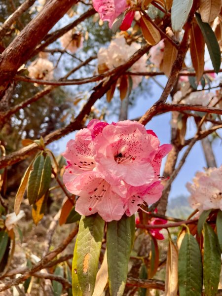 尼泊爾安納普娜ABC基地營健行2500988