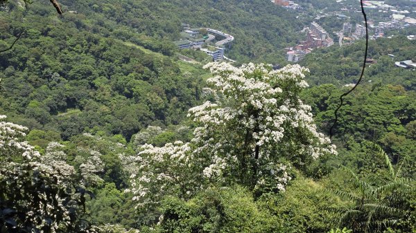 2025桐花大爆發，台灣最大的賞桐花景點，土城桐花公園、天上山及火焰山的桐花大爆發2776460