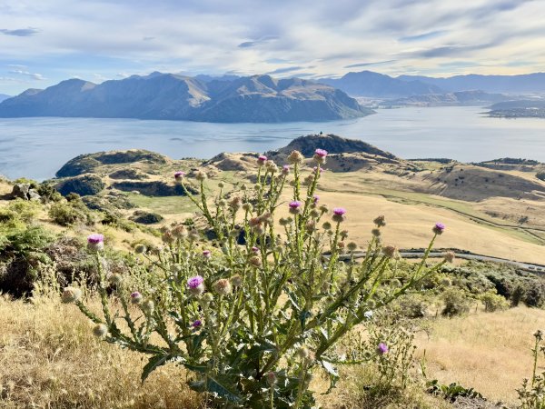紐西蘭之旅-羅伊峰（Roy Peak ）Hiking 2025.1.282709650