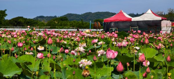 金山清水濕地 5/31 #牡丹蓮 #香水蓮2799974