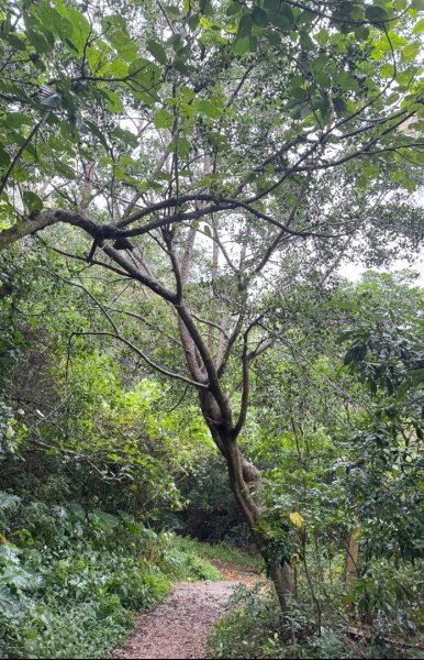 北壽山走壽山(小百岳#77) 龍泉寺起登出千光宮2934495