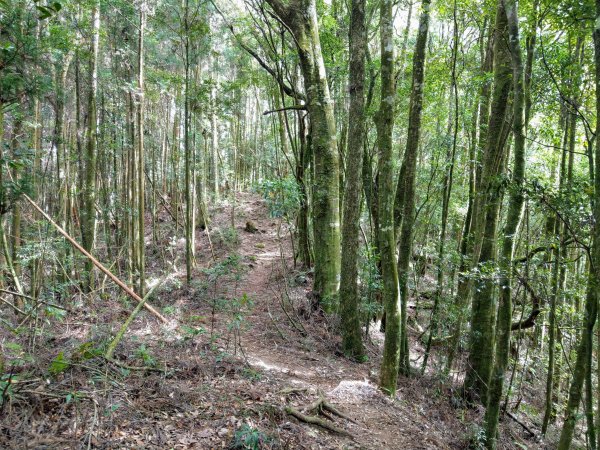 金柑樹山(小百岳#54)：留龍頭進、溪頭出1504853