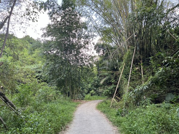 [百山百鳥尋旅-04/15] 2025_0817 龍過脈森林步道2863230