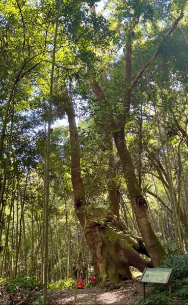 九穹神木 左訪嘉南雲峰 右到好望角看風景上石壁山(小百岳#55)2944828
