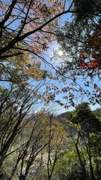 拱北殿賞楓🍁雙湖縱走賞落羽松2686646