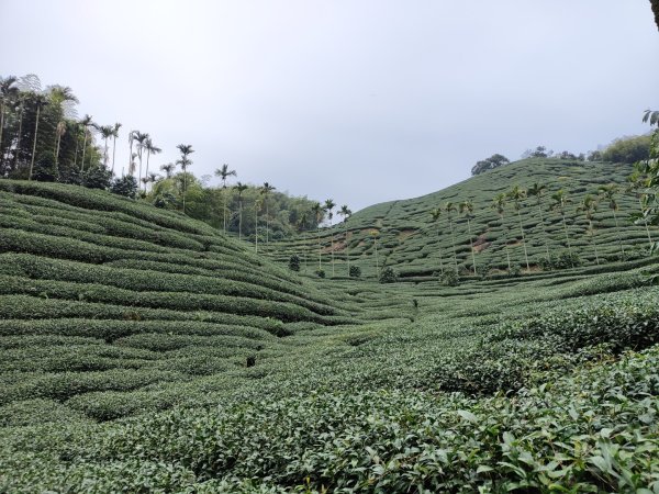 2023.12.23 梨子腳山2833255