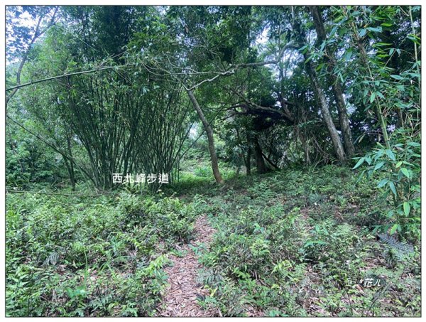 關刀山 (南入口)、關刀山西北峰 連走2804129