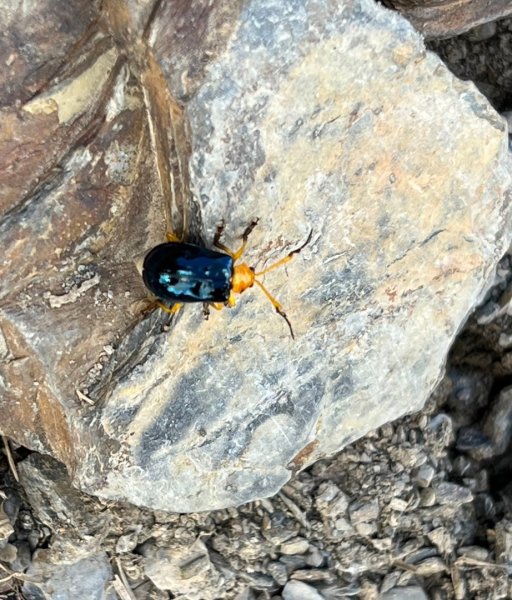 合歡山群峰（南峰、石門山、尖山、東峰）2626759
