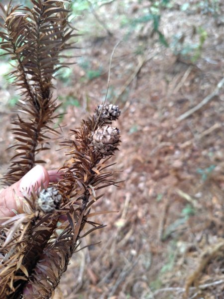 守關山南峰 守關山 守城大山2919108