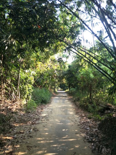 鳳凰山步道1518204