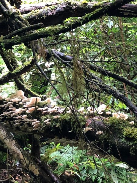 福巴越嶺古道上拉拉山（達觀山）1748450