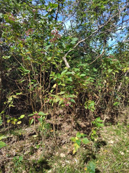 恆春大縱走連走白沙彌山出呆風草原2991456