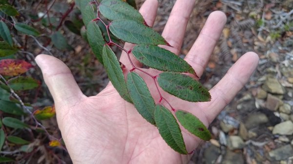 嘉義縣最遙遠的南霞山2698978