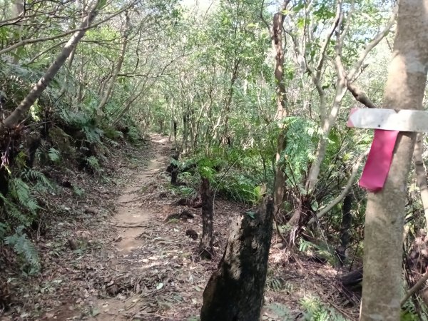 基隆市/萬里區界寮縱走之三界山+三界山西峰+開眼尖山+七分寮山+瑪七產道山泉水接水亭2979534