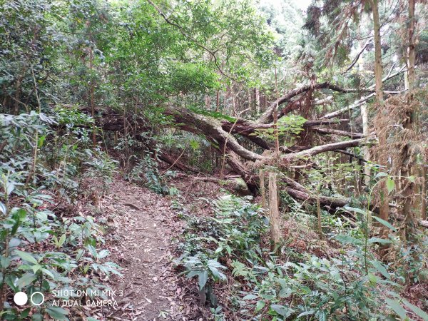 五指山五連峰純路況530526