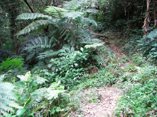 大溪_金面山200908141957766