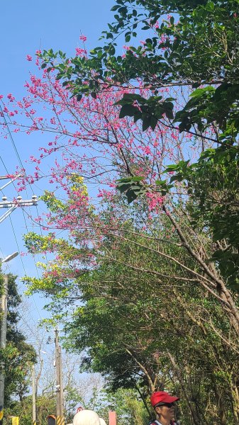 2025-0204 鶯歌_大凍山_三角埔頂山_迴龍2707929