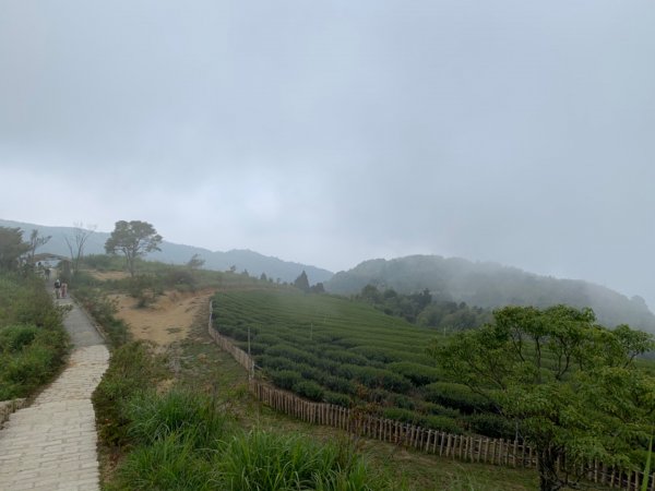 雲林古坑 石壁木馬古道933591