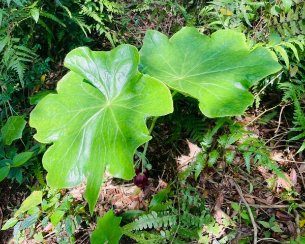 大屯西南稜-上大屯尋找八角蓮採野🥬-貴子坑連走六峰2756171