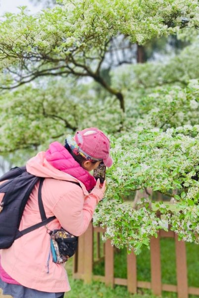 如夢似幻的四月雪-龍潭石管局-流蘇花盛開中2748618