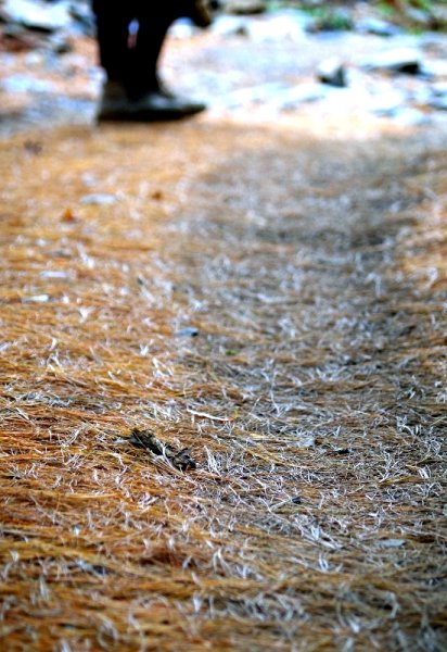 山風15度C吹拂 ~ 合歡溪 步道1551815